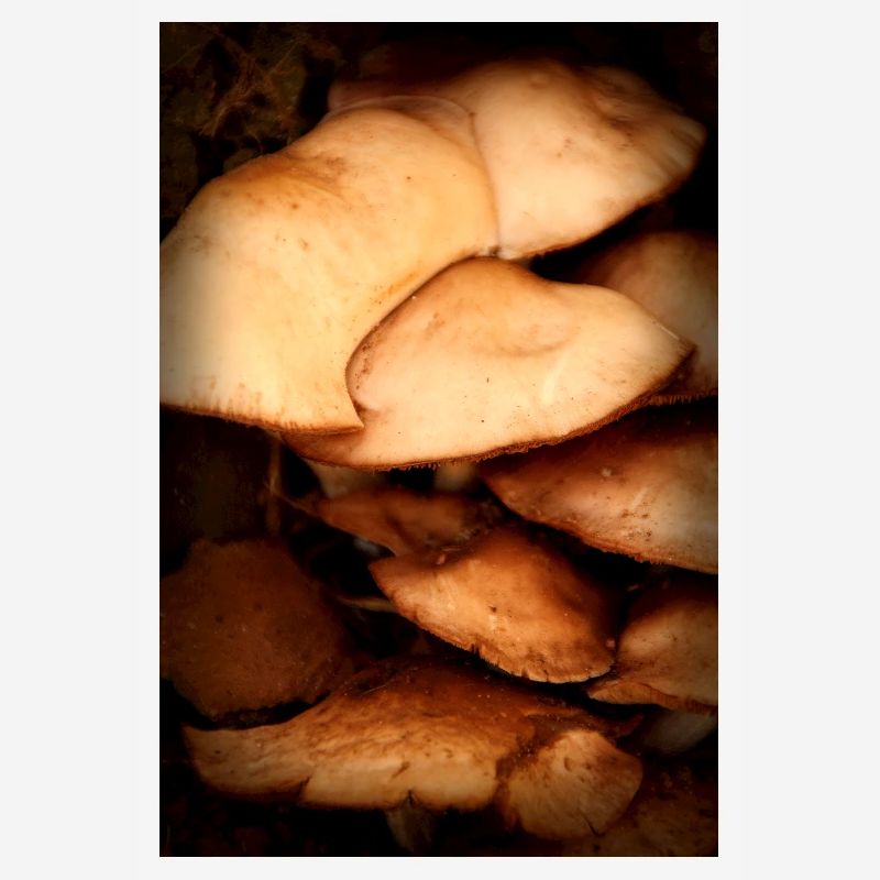 mushroom pattern