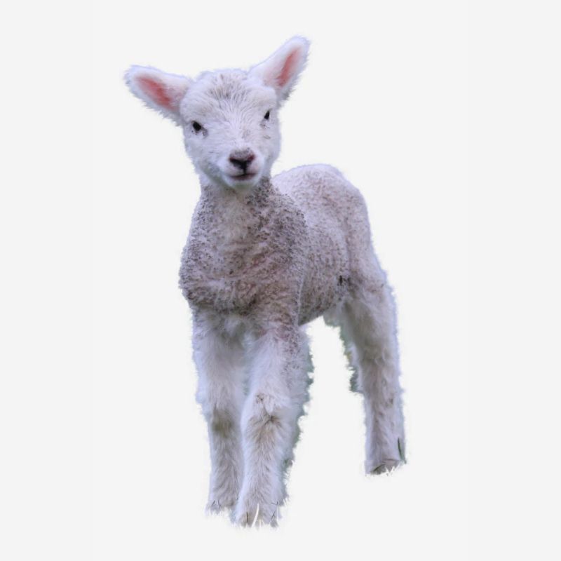 cute lamb - süßes Lamm