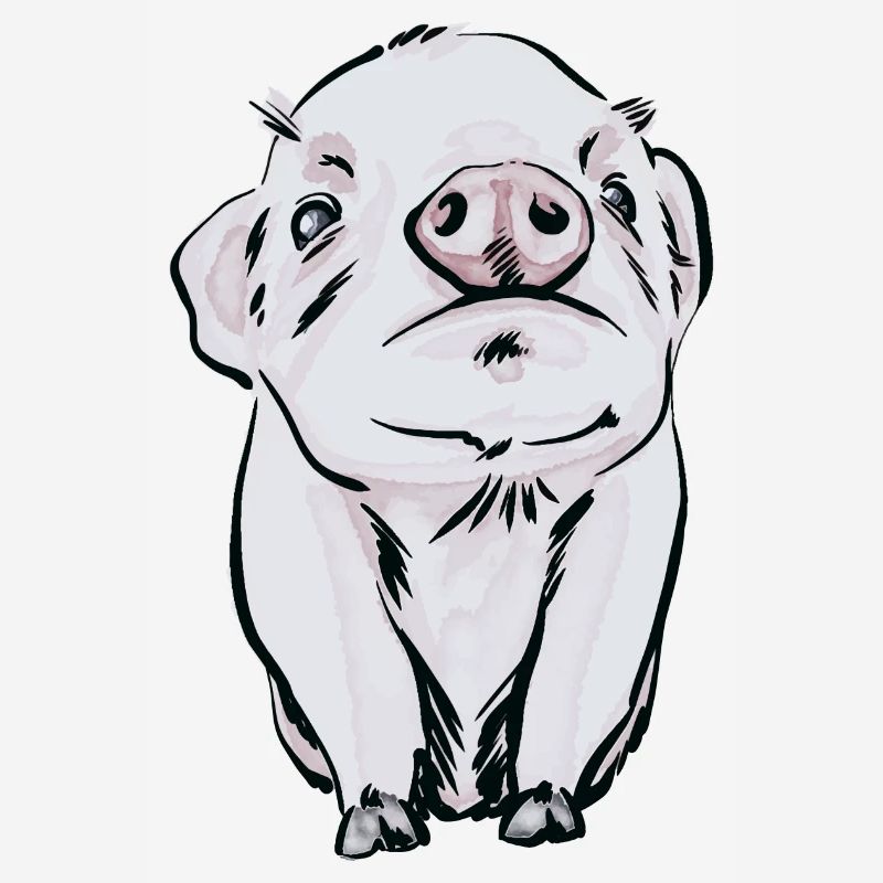 bébé cochon