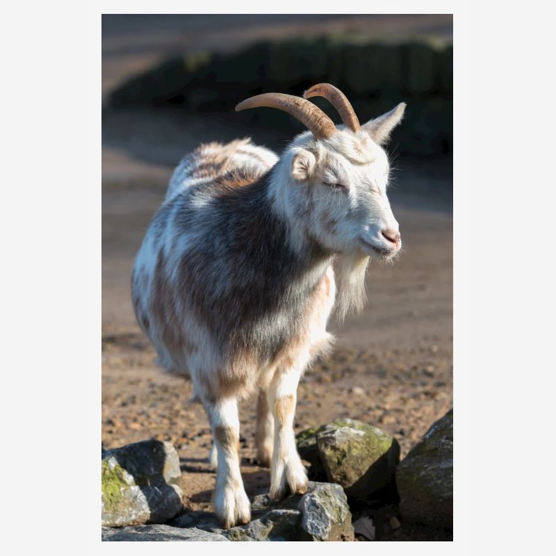 Zwergziege oder Zwergziege