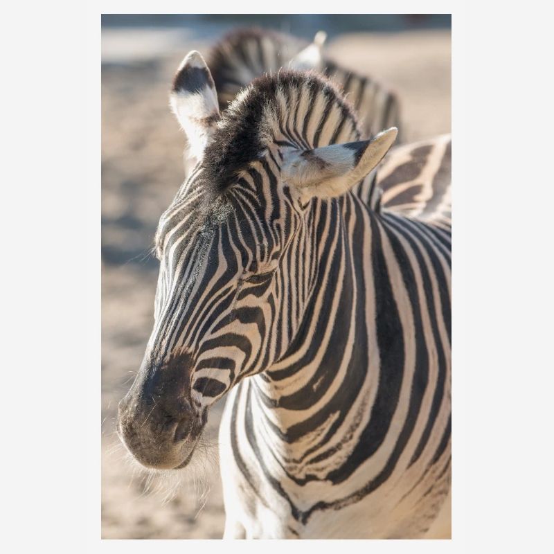 Zebra (auf Deutsch Zebra oder Zebras) Hippotigris