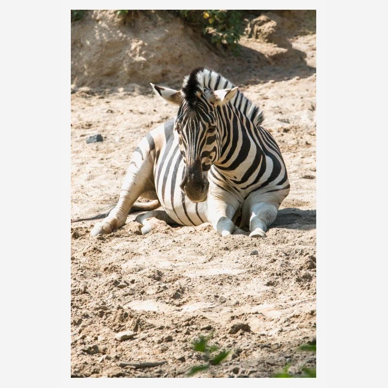 Zebra (auf Deutsch Zebra oder Zebras) Hippotigris