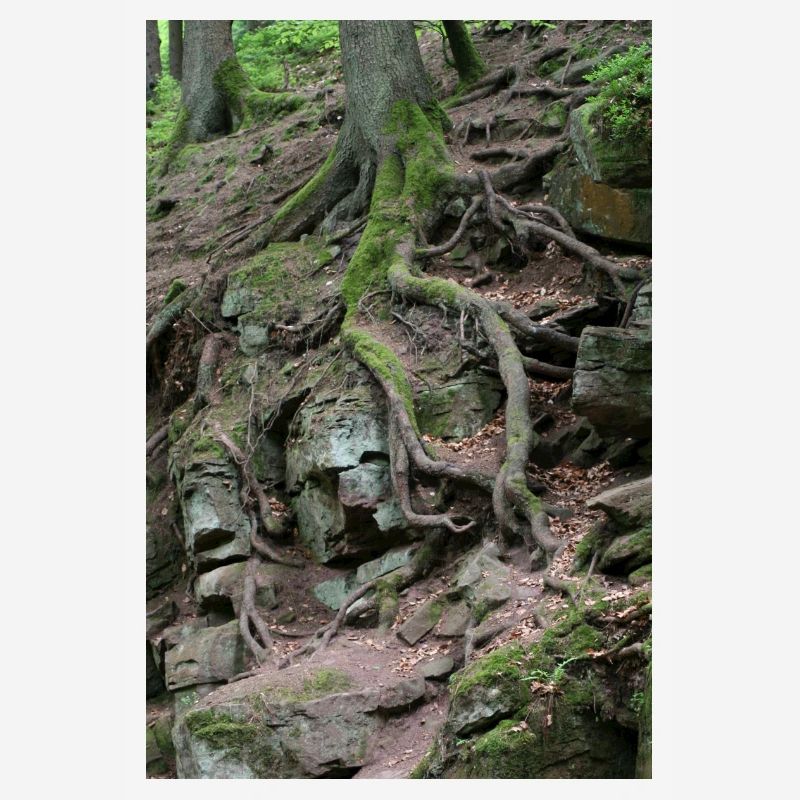 Root network in the rock forest