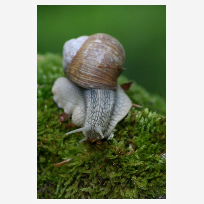 Snail on moss – close-up
