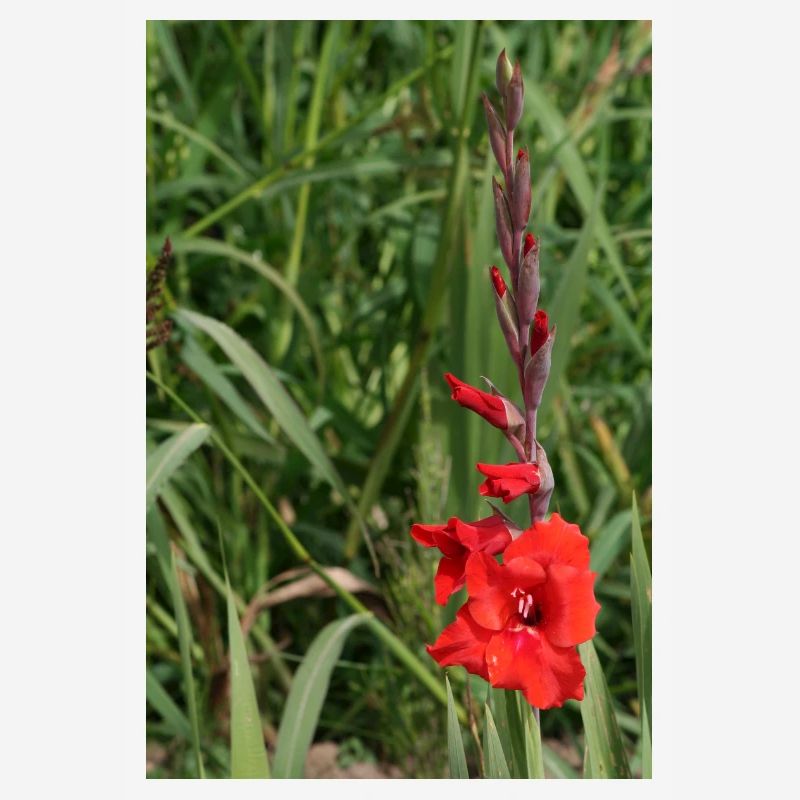 Gladiole – Stärke in Blüte