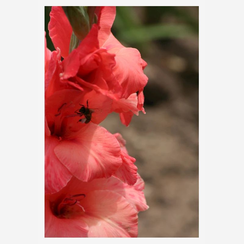 Glaïeul – amidon en fleurs