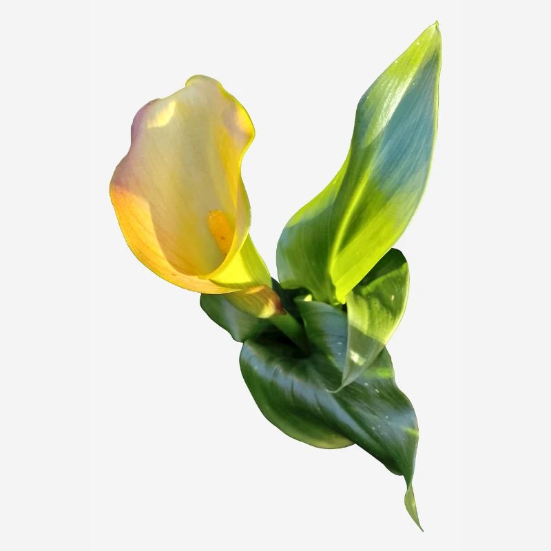LYS CALLA JAUNE