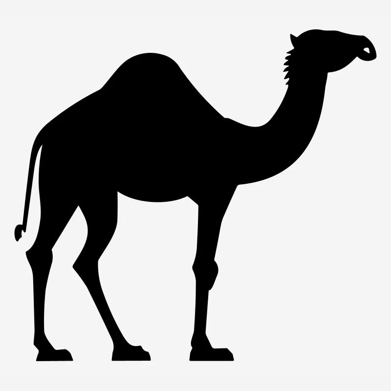 Camel