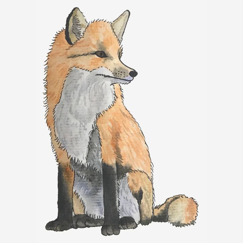 Red fox