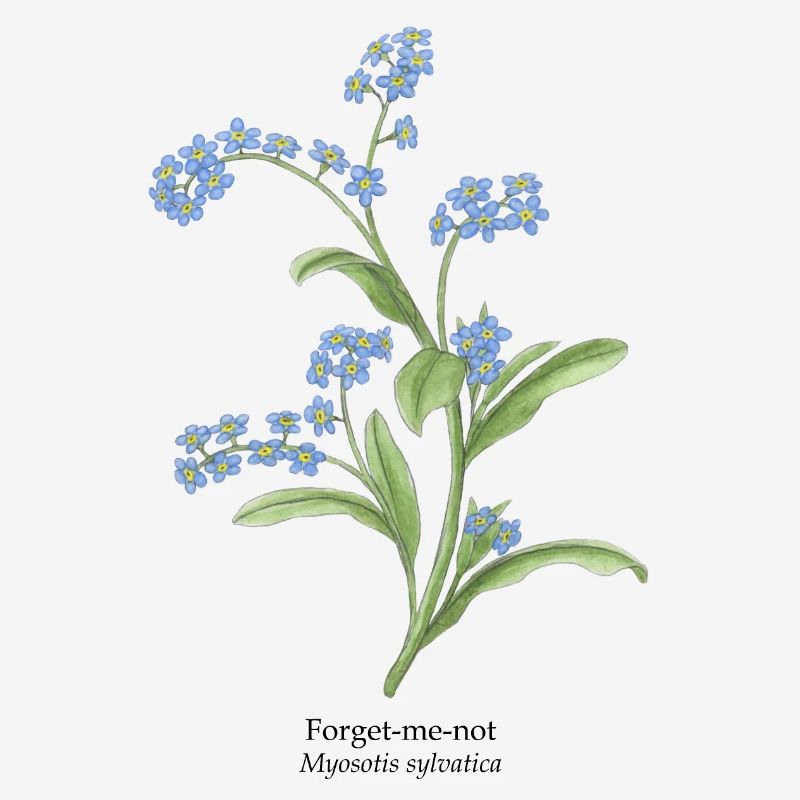Pas de fleurs