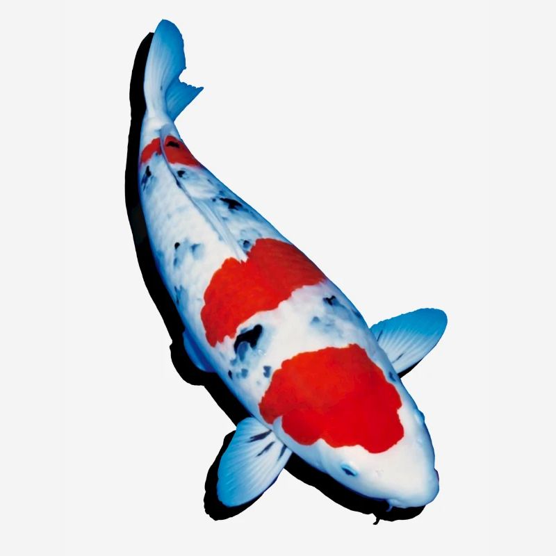 Carpe koi