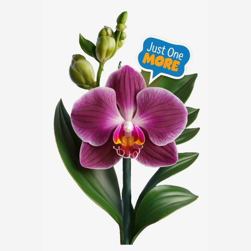 Juste une orchidée de plus