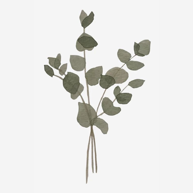 Eucalyptus à l’Aquarelle