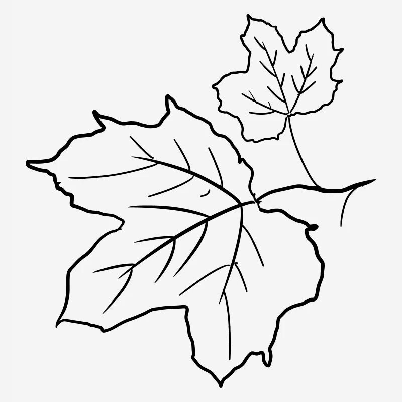 Maple Leaf / Maple Leaves, Decorative Drawing.