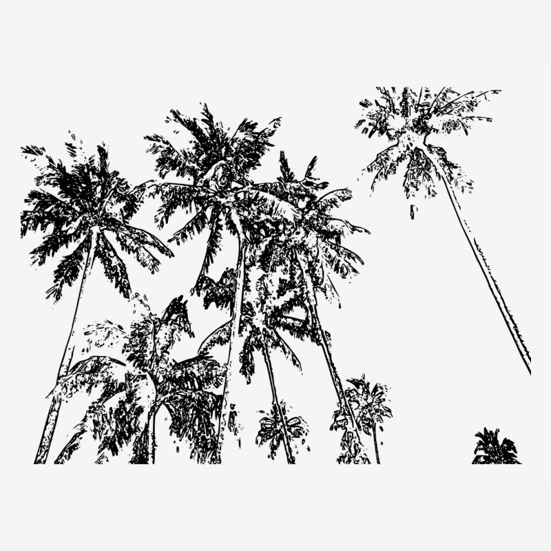 Palm trees
