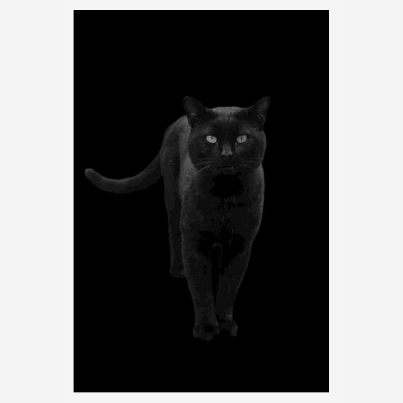 black cat kitten cat