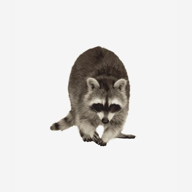 Raton laveur