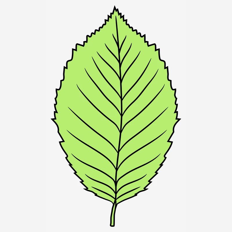 hêtre feuille arbre plante forme clip art conception forêt