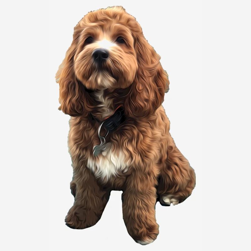 Cute Cavapoo dog puppy