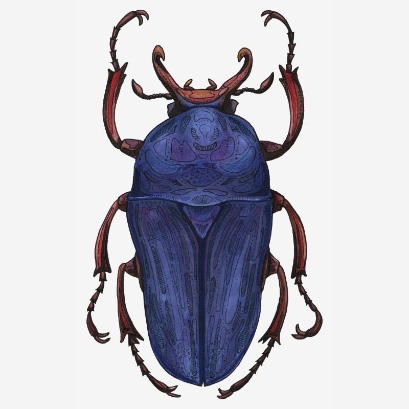 Big Beetle Stag - cerf géant