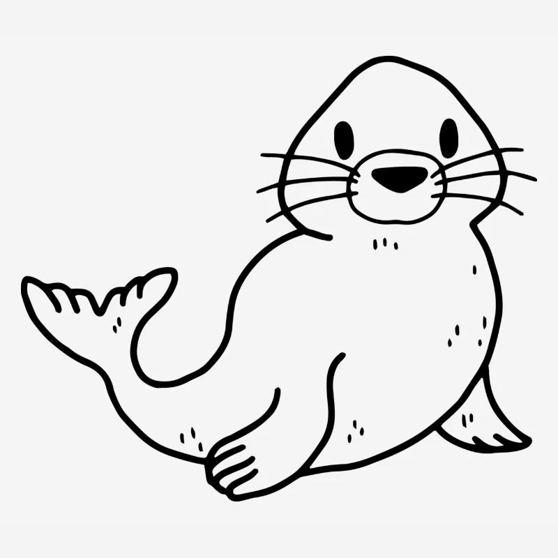 Phoque phoque lion de mer