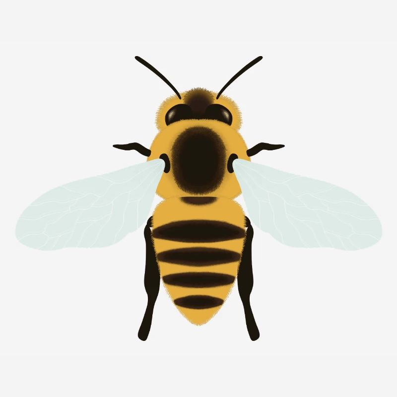 Honeybee
