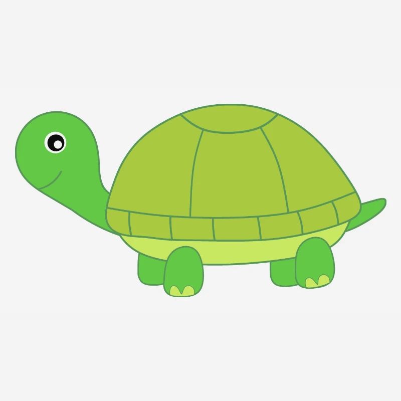 Turtle Turtles Tortue