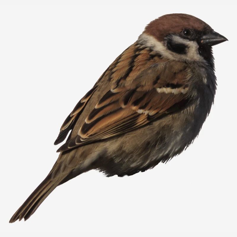 Spatz2