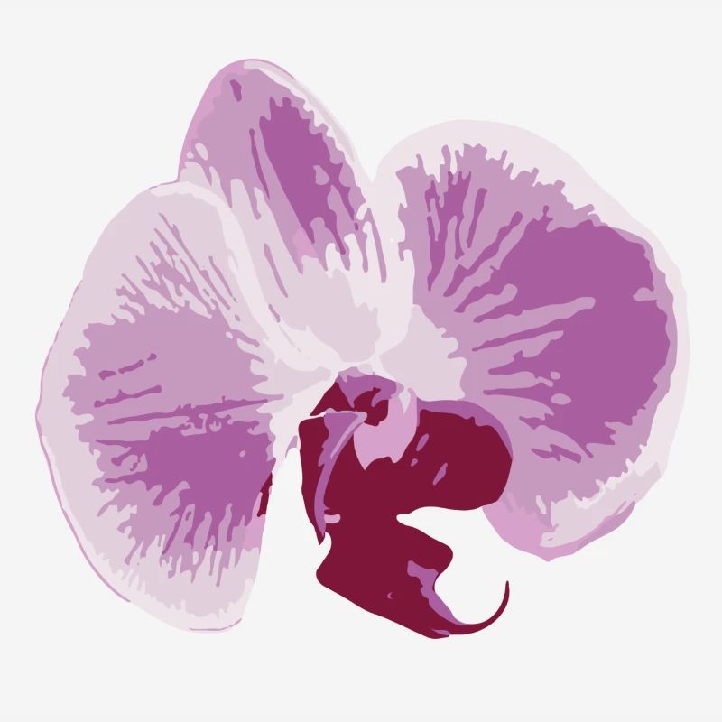 orchidée