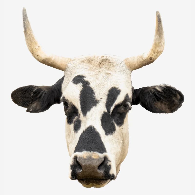 cow