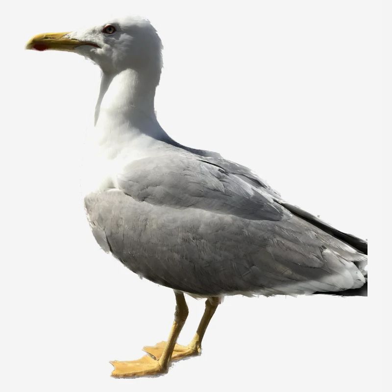 Möwe Vogel Geschenkidee