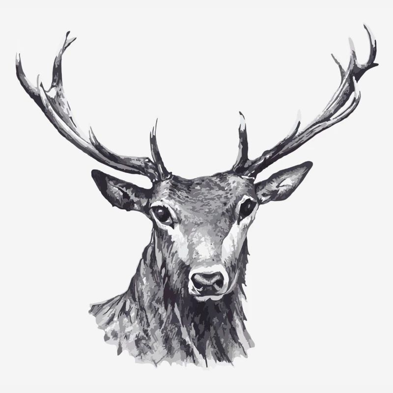 Cerf