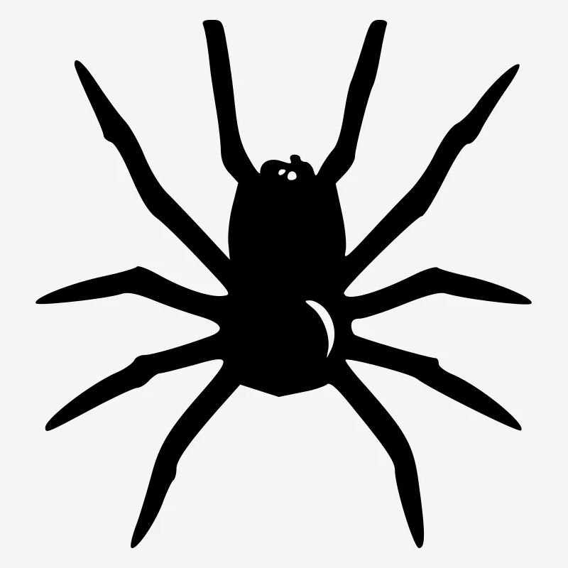 Spinne