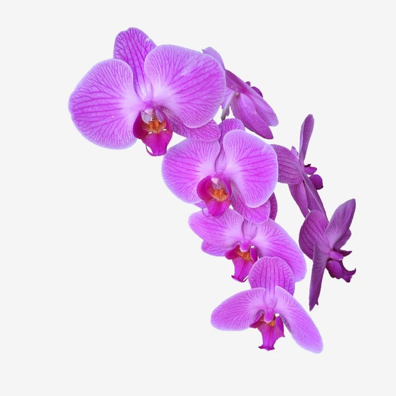 orchidée