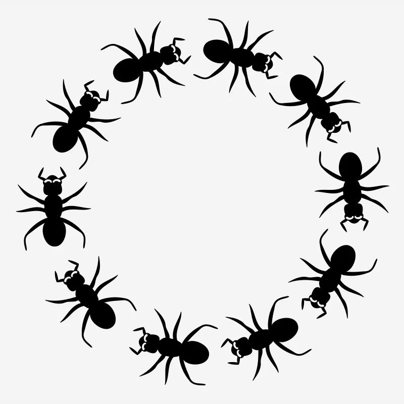 District d'insecte fourmi