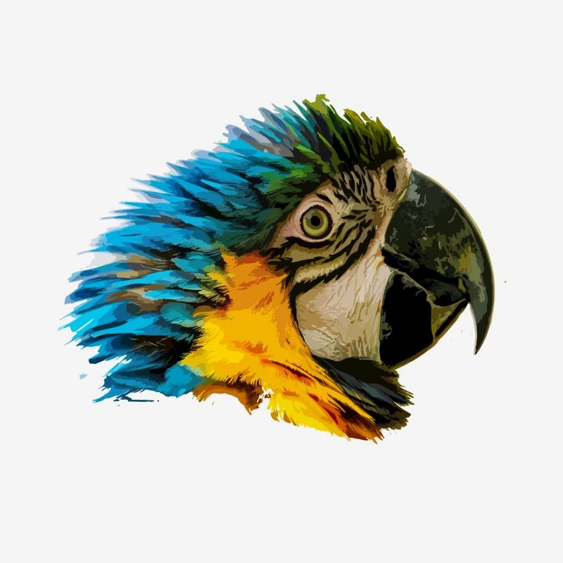 Tête de perroquet