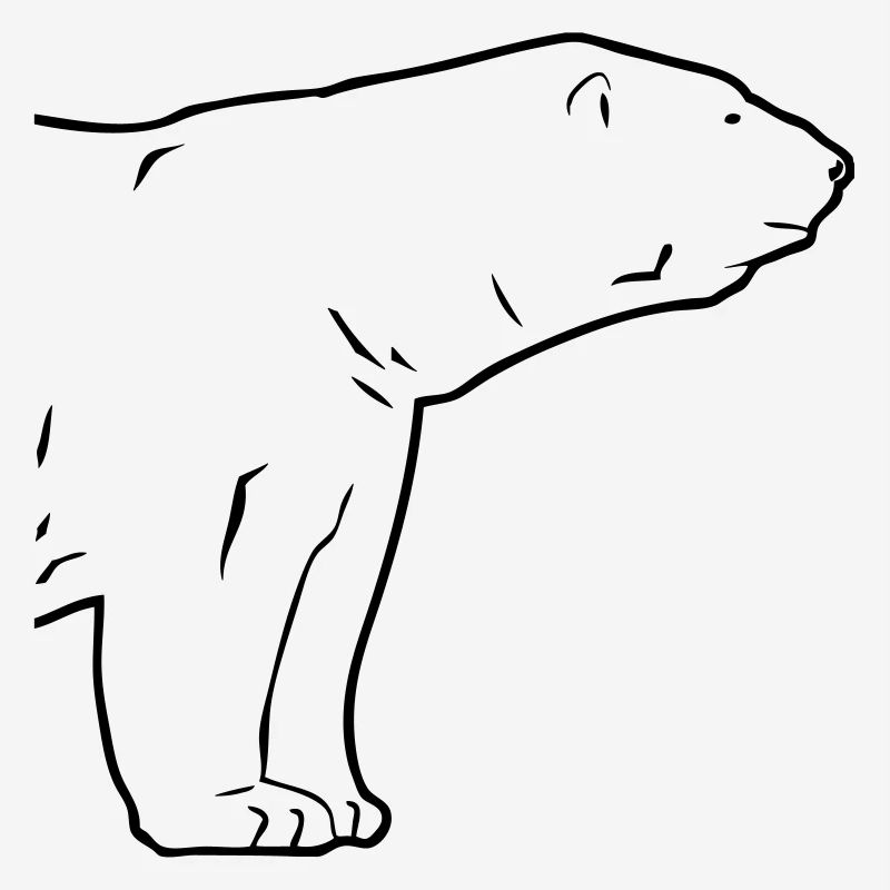 Polar Bear - Eisbär