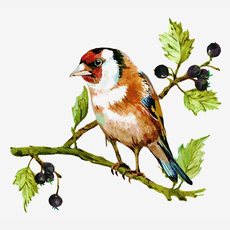 Oiseau coloré