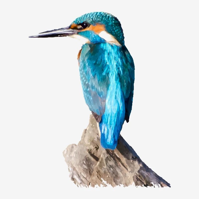 eisvogel 01