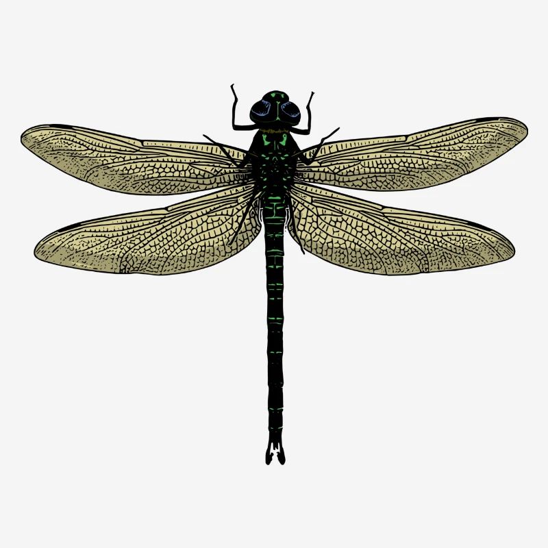 Une libellule - libellule