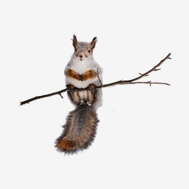 squirrel - Eichhörnchen