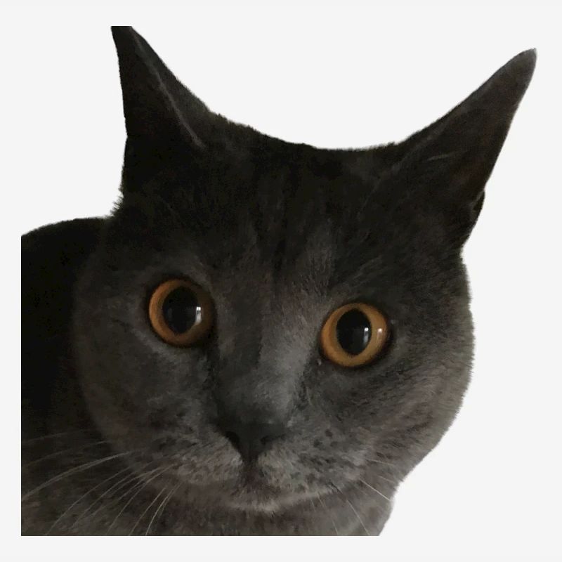 chat gros plan