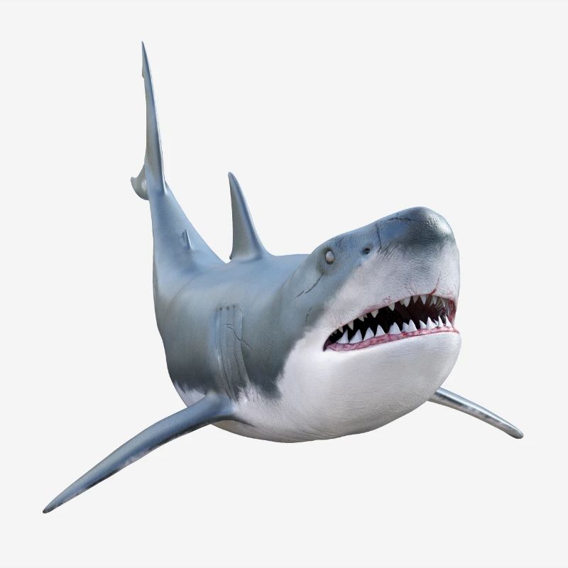 White shark, shark