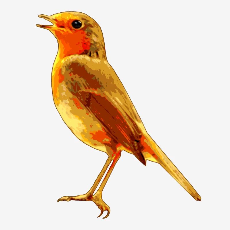 Robin singing