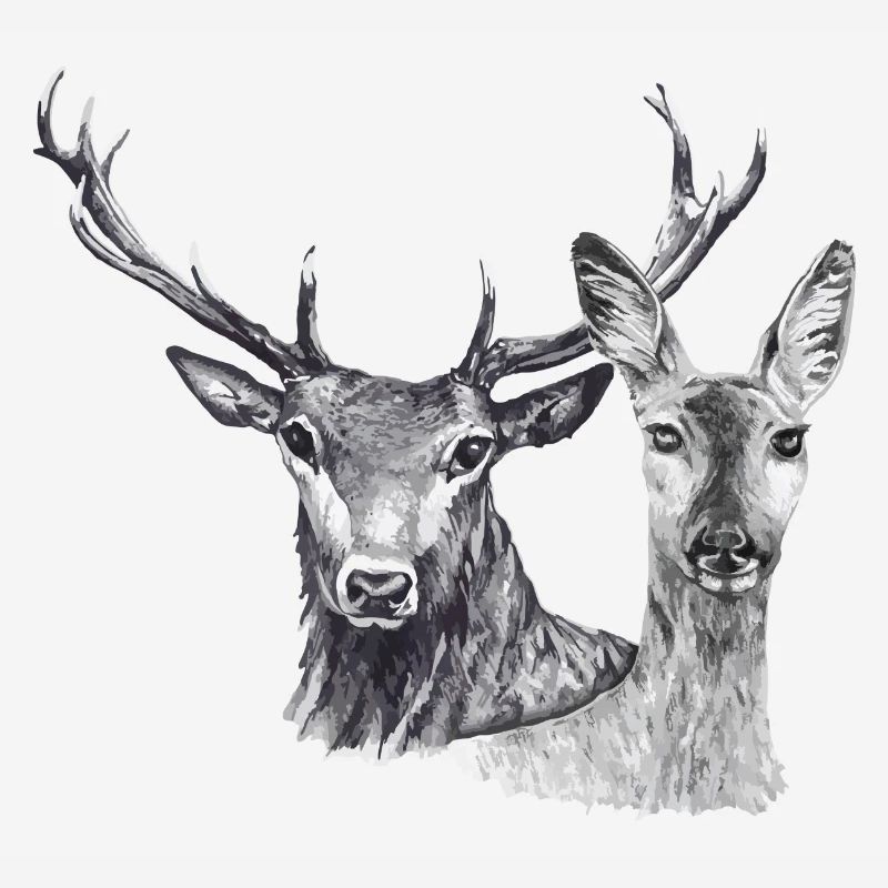 Cerfs et biches