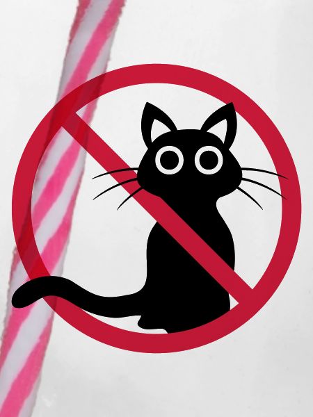 Chat noir interdit