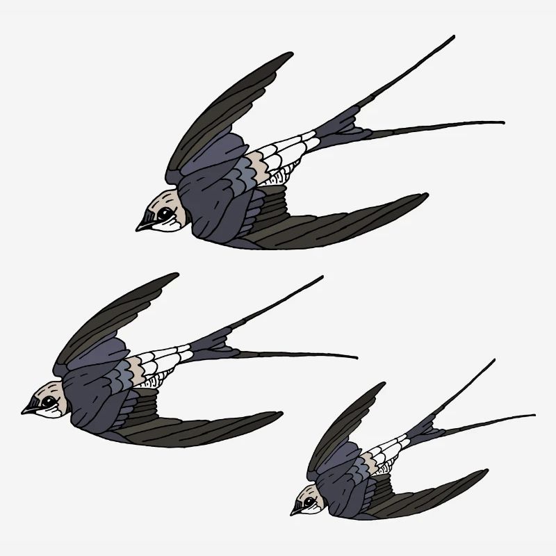 Oiseaux