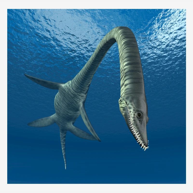 Plesiosaurier Elasmosaurus