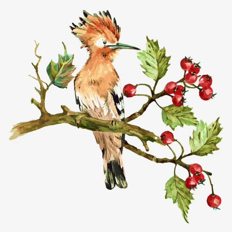 Oiseau coloré