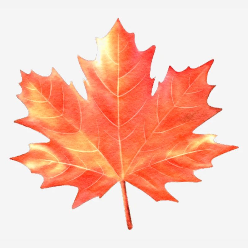 Maple Leaf Couleurs colorées Maple Tree Forest Warm